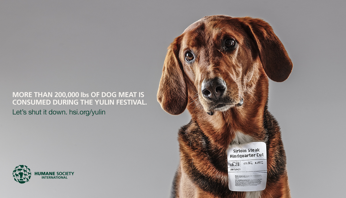 humane_society_ad-benny