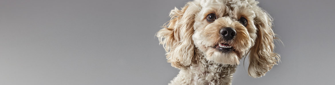 Humane Society International’s fight against the Yulin dog meat festival