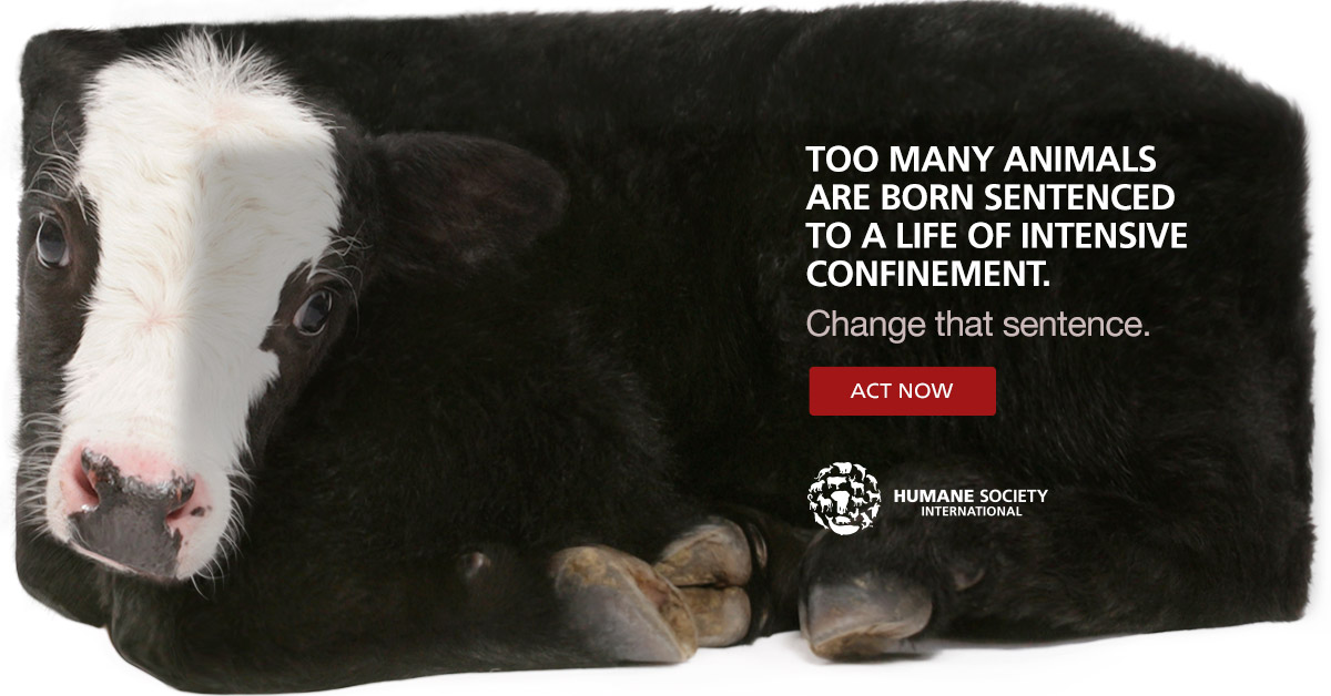 Humane Society International’s fight against confinement
