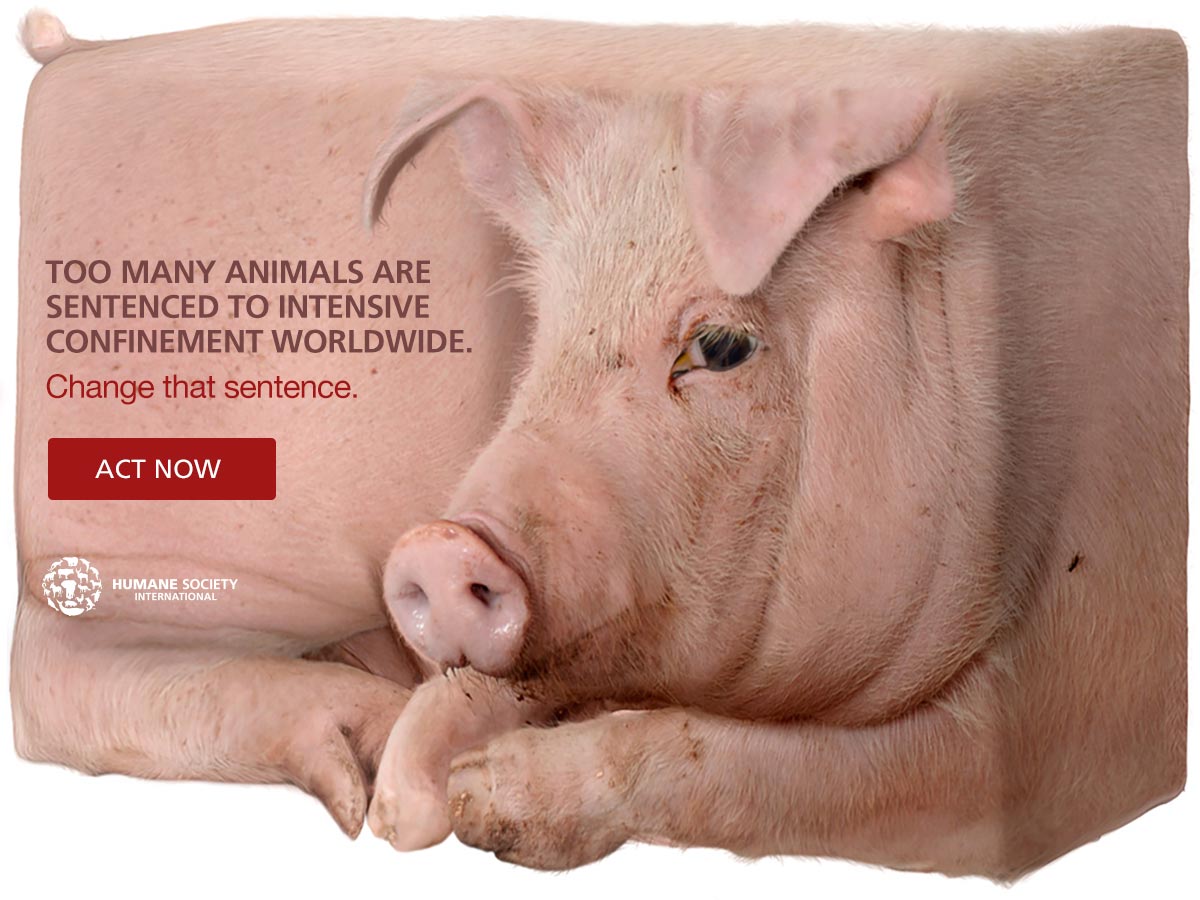 Facebook-posts-pig_1200x900-actnow