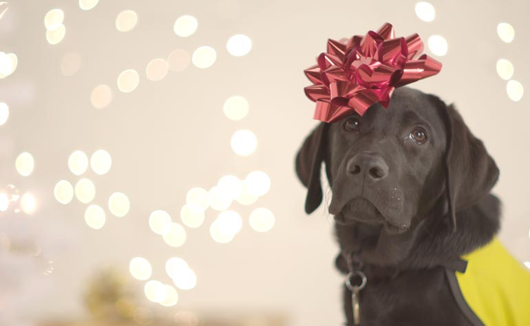 CNIB’s year end 2018